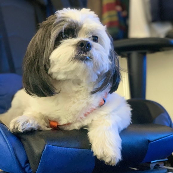 Meet your Posher, Isaac - Picture 1 of 1